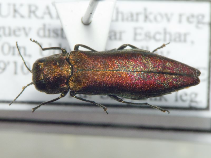 Agrilus sinuatus sinuatus (Olivier, 1790)